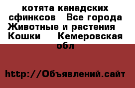 котята канадских сфинксов - Все города Животные и растения » Кошки   . Кемеровская обл.